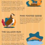 Autumn Wildlife Watching Guide