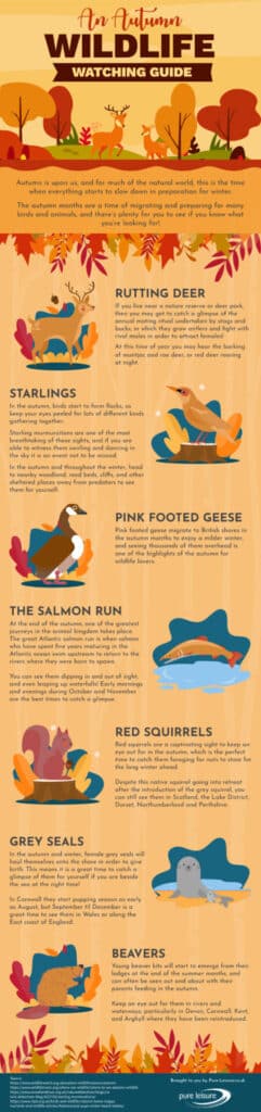 Autumn Wildlife Watching Guide