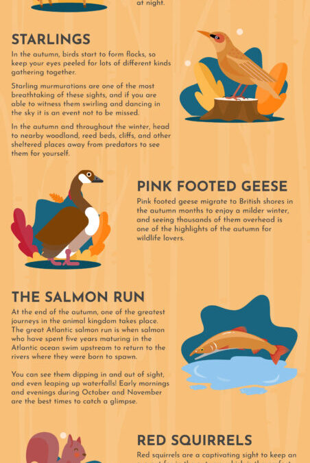 Autumn Wildlife Watching Guide