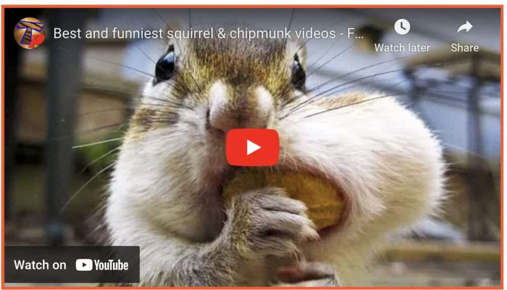 Funny Squirrel Montage