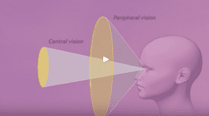 How Our Brains And Eyes Work Together