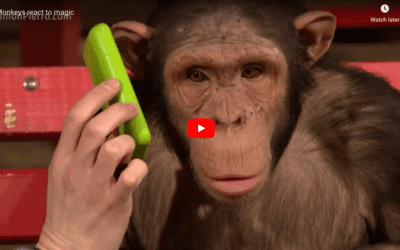 Monkey Reacts To Magic Tricks