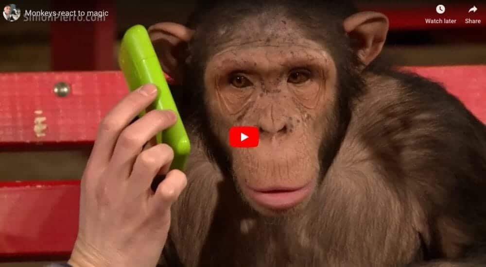Monkey Reacts To Magic Tricks