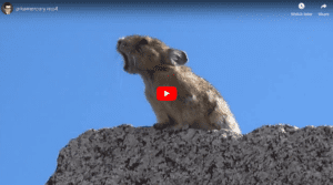 Wild Pika Sings Like Freddy Mercury