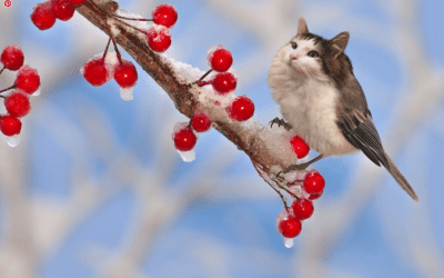 When Cats Meet Photoshop