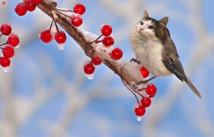 When Cats Meet Photoshop