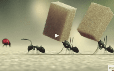 Valley of Lost Ants