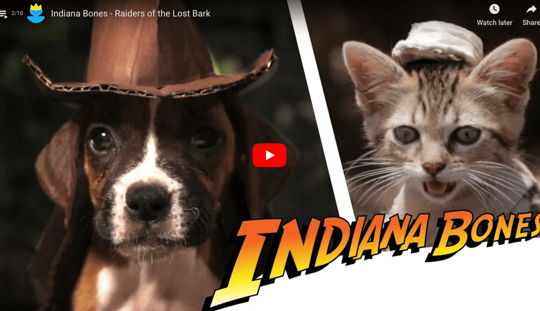 Zach King Indiana Bones