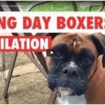 Boxing Day Boxers