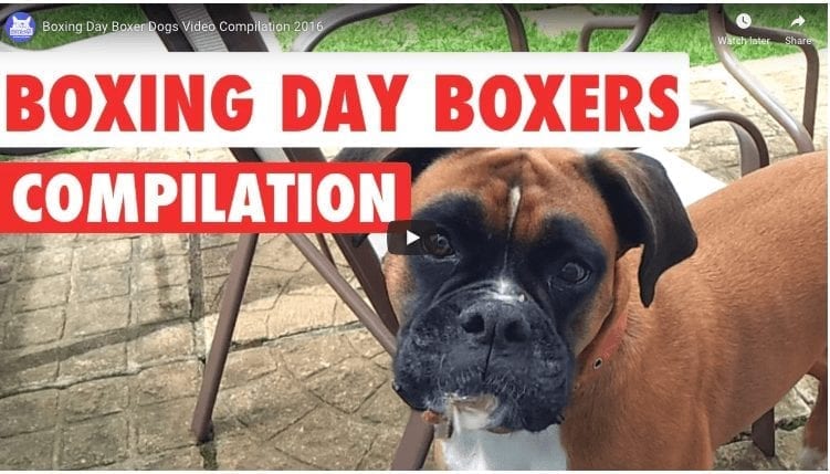 Boxing Day Boxers