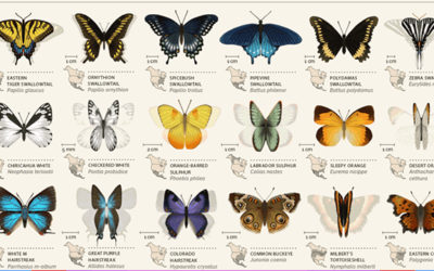 Animated Butterfly Chart