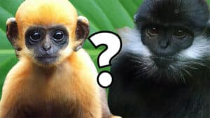 Baby Animals Growing Up