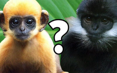 Baby Animals Growing Up