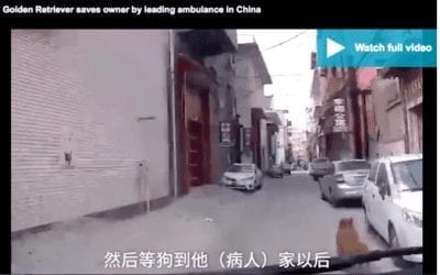 Dog Helps Save Owner By Leading Ambulance