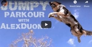 Jumpy The Parkour Dog