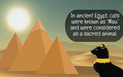 21 Cool Cat Facts