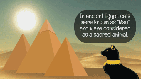 21 Cool Cat Facts