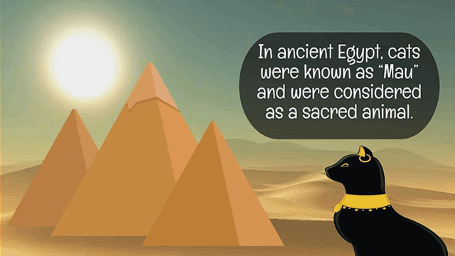21 Cool Cat Facts