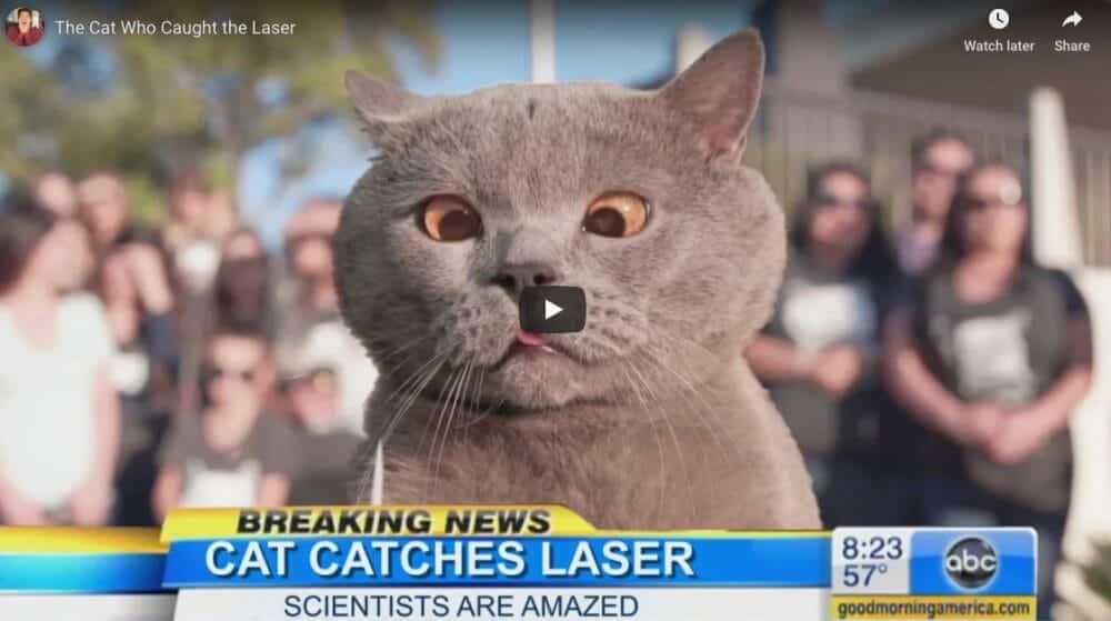 Dogs Versus Cats