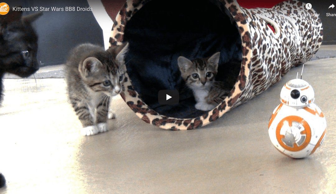 Kittens Vs Star Wars