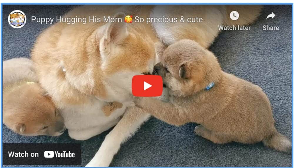 Sweet Mama Dog & Puppies