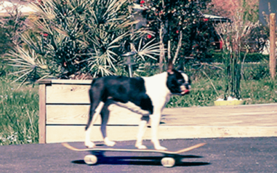 Cool Skateboarding Dog