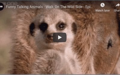 Talking Animals: Everyday Thoughts