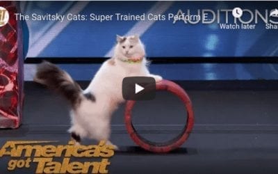 Super Cats On America’s Got Talent