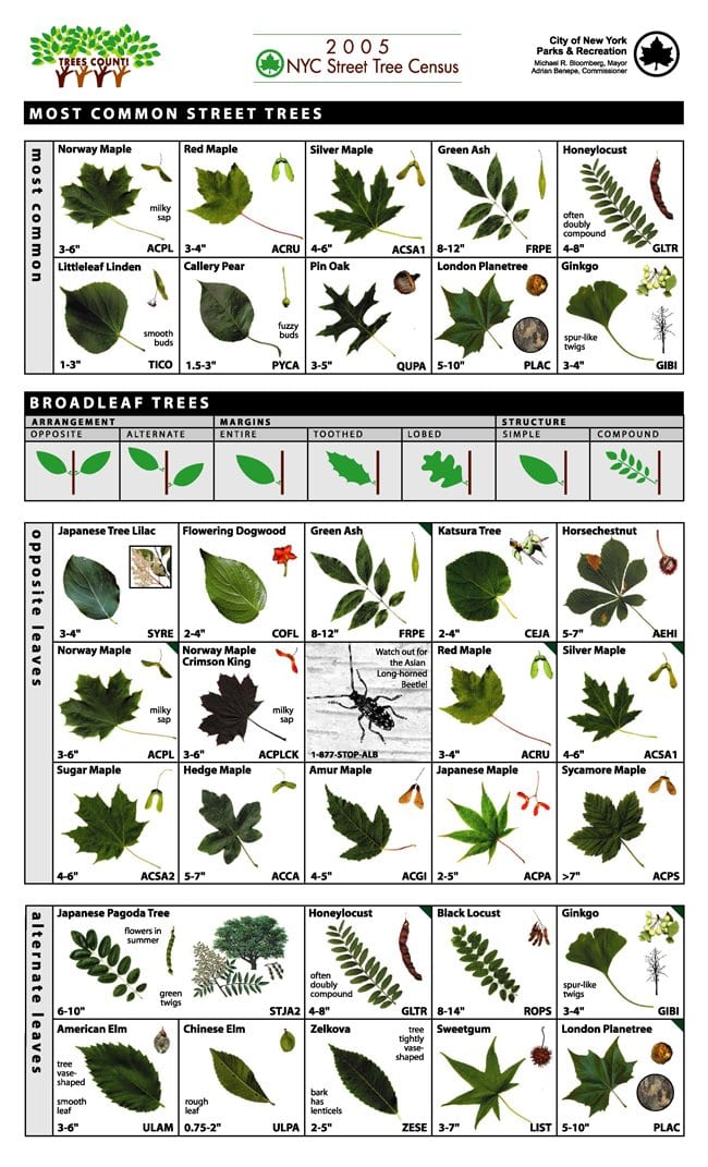 leaf identification guide tree