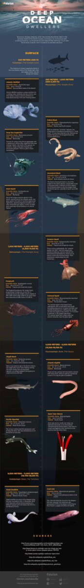 Deep Ocean Dwellers