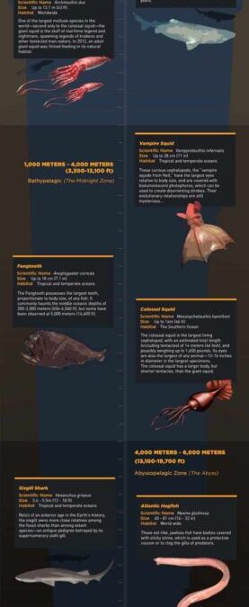 Deep Ocean Dwellers