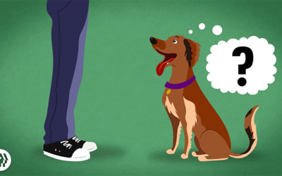 A Peek Inside A Dog’s Mind