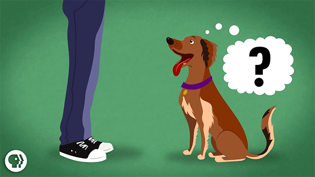 A Peek Inside A Dog’s Mind