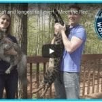 World Record Cats