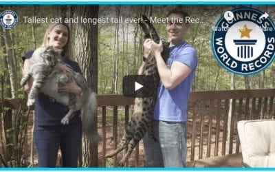 World Record Cats