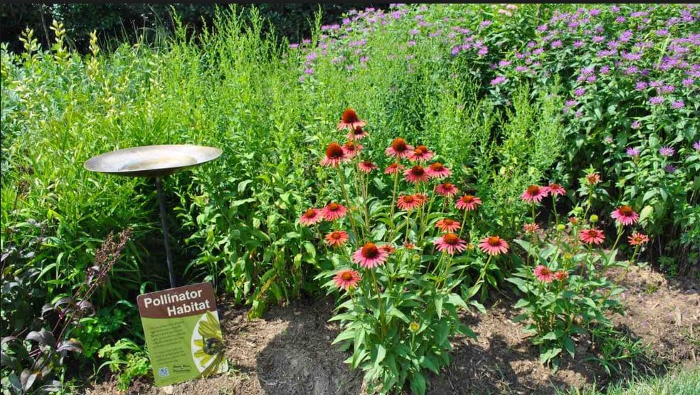 Gardeners Protect Bees & Butterflies