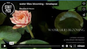 Water Lilies Time-Lapse