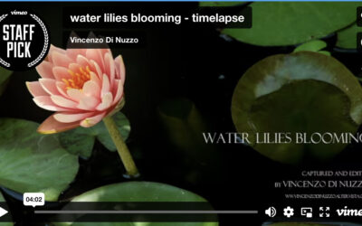 Water Lilies Time-Lapse