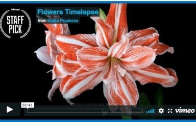 Flowers Blooming Time-Lapse Video