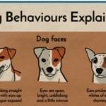 Dog Behaviours Explained