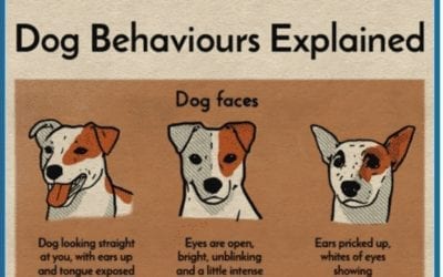 Dog Behaviours Explained