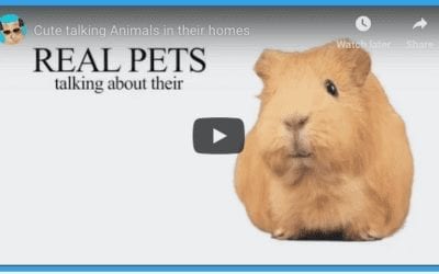 Animals Talking About Their Homes