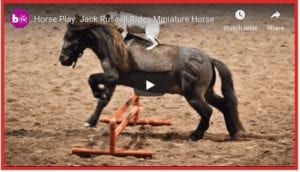 Dog And Miniature Pony Are Best Friends
