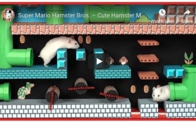 Super Mario Hamster