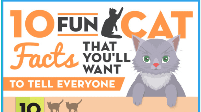 10 Fun Cat Facts