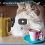 When Cats Drink Coffee