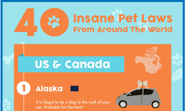 World’s Weirdest Pet Laws