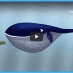 A Whale Of A Tale