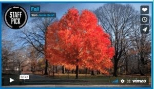 Autumn Time-Lapse Of New York’s Central Park
