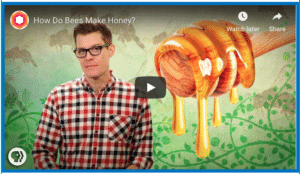 How Bees Make Honey